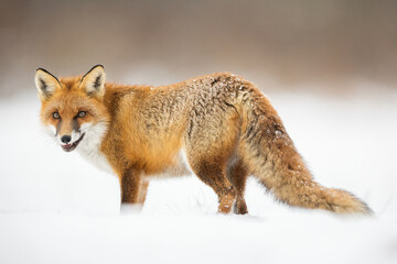 Mammals - European Red Fox (Vulpes vulpes)