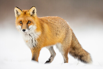 Mammals - European Red Fox (Vulpes vulpes)