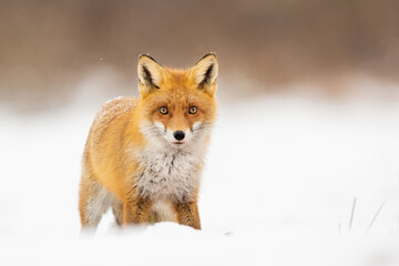 Mammals - European Red Fox (Vulpes vulpes)