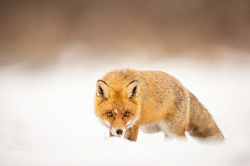 Mammals - European Red Fox (Vulpes vulpes)