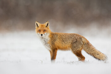 Fototapeta premium Mammals - European Red Fox (Vulpes vulpes)
