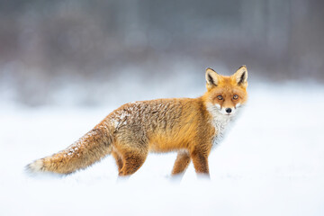 Mammals - European Red Fox (Vulpes vulpes)