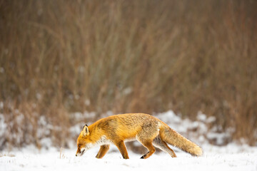 Mammals - European Red Fox (Vulpes vulpes)