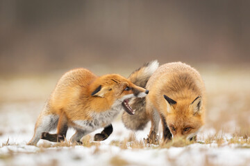 Mammals - European Red Fox (Vulpes vulpes)