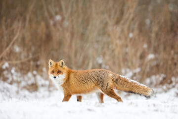Mammals - European Red Fox (Vulpes vulpes)