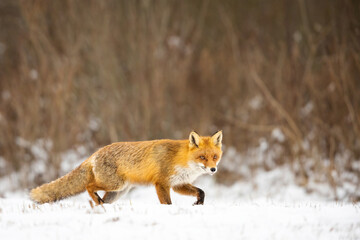 Mammals - European Red Fox (Vulpes vulpes)