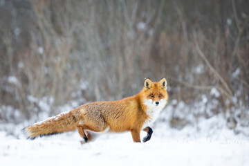 Mammals - European Red Fox (Vulpes vulpes)