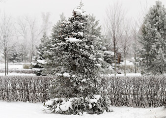 snow covered trees