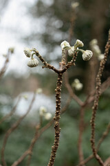 Close up of paperbush or Edgeworthia chrysantha, with fury greenish-white wildflowers which is native to Himalayas and China . Selective focus.