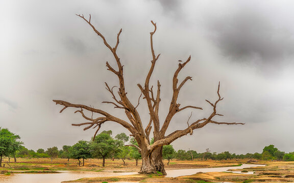 1 2 Best Arbre Mort Images Stock Photos Vectors Adobe Stock