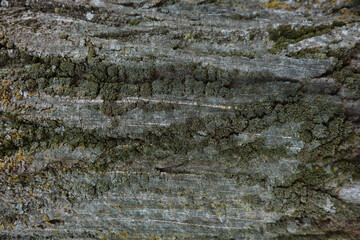 stylish blend of wooden textures for your backgrounds