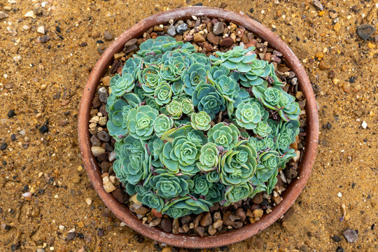Pale bluish green rosette flowers of Rosularia sempervivum in a pot, native to the Middle East.