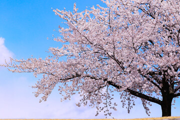 一本の桜