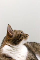 Portrait of shorthair domestic tabby cat looking away in front of gray background with copyspace. Selective focus.