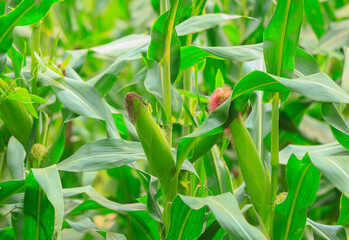 Corn growing in the field