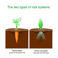 Taproot system and Fibrous root system