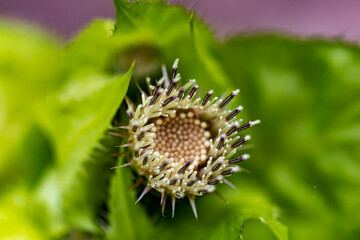 Cirsium oleraceum flower growing in field, close up	