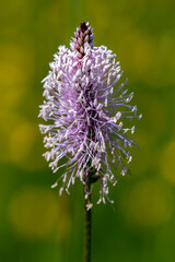 Plantago media flower in meadow, macro