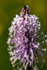 Plantago media flower growing in meadow