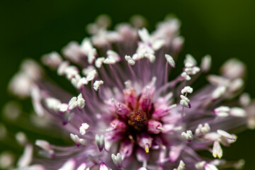 Plantago media flower in meadow, close up shoot