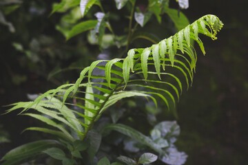 dark green fren leaves texture , nature background