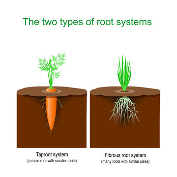 tap root plants list