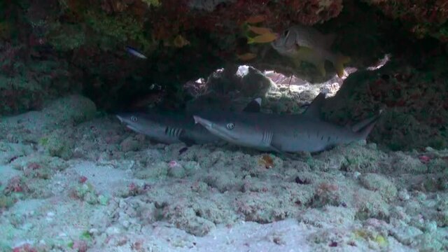 Tawny nurse shark Nebrius ferrugineus sleeping under the coral inside a small cave on the reef underwater in Maldives. Wonders of the underwater world in the ocean abyss.