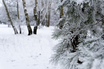 Winter tree. Snow covered pine branches. White blurry background. Frozen pine branches on winter frosty day. Christmas background.
