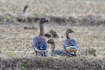 北からの冬の渡り鳥ヒシクイの家族