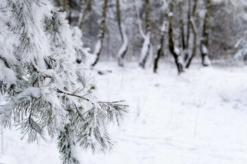 Winter tree. Snow covered pine branches. White blurry background. Frozen pine branches on winter frosty day. Christmas background.