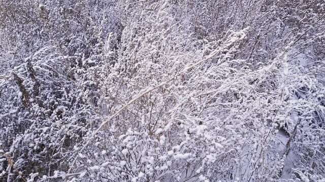 Dry wild goosefoot thickets covered with snow in light wind
