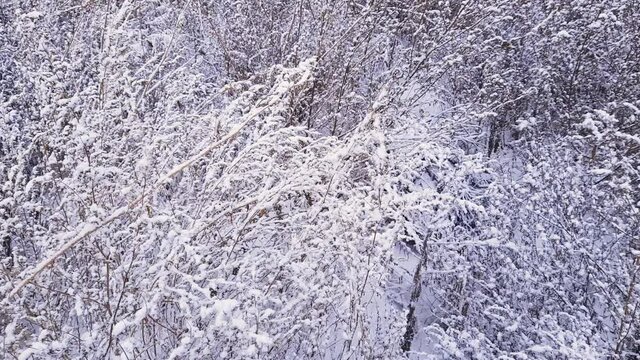 Dry wild goosefoot thickets covered with snow in light wind