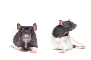 rat close-up isolated on white background