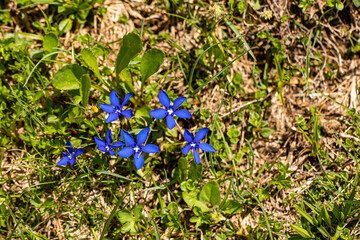 Gentiana verna flower growing in meadow, close up	