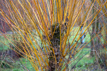 Tree with colorful branches on a gray and cloudy winter day at nature preserve near the airport. Photo taken December 12th, 2021, Zurich, Switzerland.