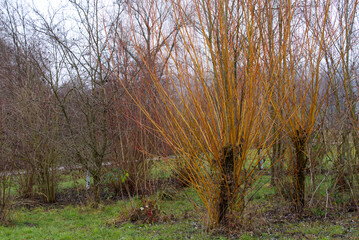Tree with colorful branches on a gray and cloudy winter day at nature preserve near the airport. Photo taken December 12th, 2021, Zurich, Switzerland.