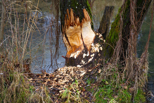 Tree trunk with beaver damage on a gray and cloudy winter day at nature preserve near the airport. Photo taken December 12th, 2021, Zurich, Switzerland.