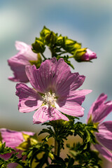 Malva moschata flower in meadow, close up shoot	