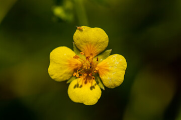 Potentilla erecta flower growing in meadow, macro