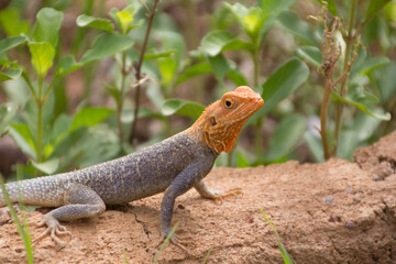 Margouillat mâle