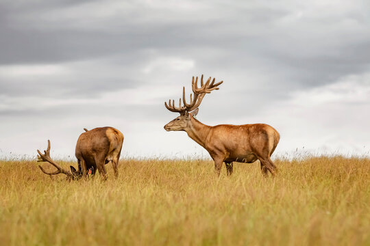 Deers with big horns resting near the forest