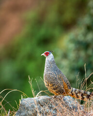 cheer pheasant or Catreus wallichii or Wallich's pheasant bird portrait during winter migration perched on big rock in natural green background in foothills of himalayas at forest of uttarakhand india