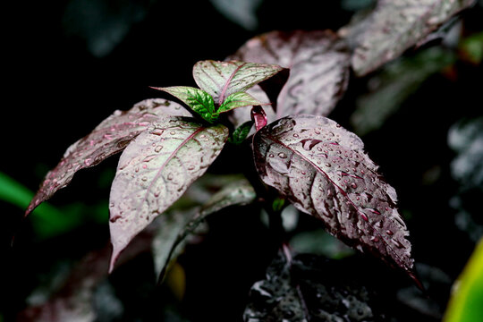 plant Purple basil grown in vegetable garden at organi Brazilian joyweed the pretty purple leaves - potrait of Alternanthera bettzickiana, calicoplant, joyweeds, joseph's coat Brazilian joyweed plant.