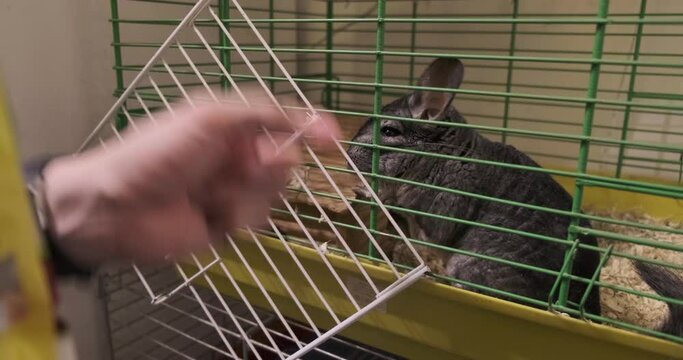 domestic chinchilla in a cage