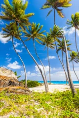 Foto op Plexiglas Bottom Bay beach in Barbados © Fyle