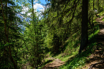 A hiking path in the forests in the Mont Blanc massif in Europe, France, the Alps, towards Chamonix, in summer, on a sunny day.