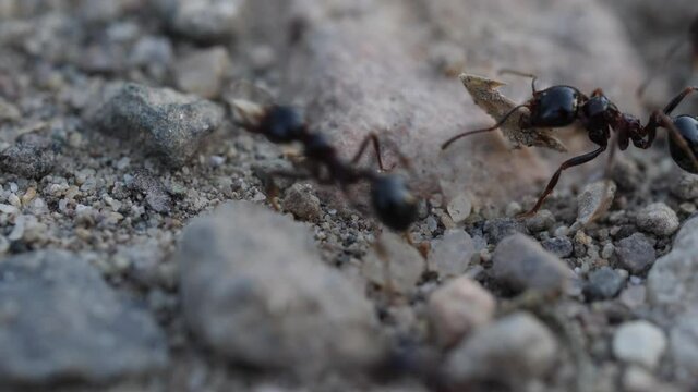 Worker ants shot in macro.