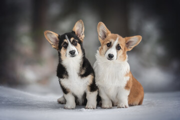 Two cute welsh corgi pembroke dog puppies sitting on a snowy path against the backdrop of a frosty winter forest. Red and tricolor dogs. Looking into the camera. Family portrait