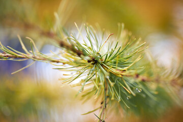 Closeup selective focus of coniferous tree twig with verdant needles growing in forest on blurred background