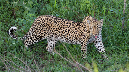 Fototapeta na wymiar leopard female in the wild